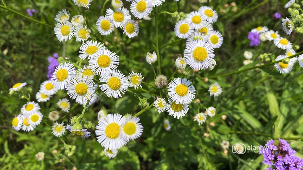 一年蓬花 / 小野花