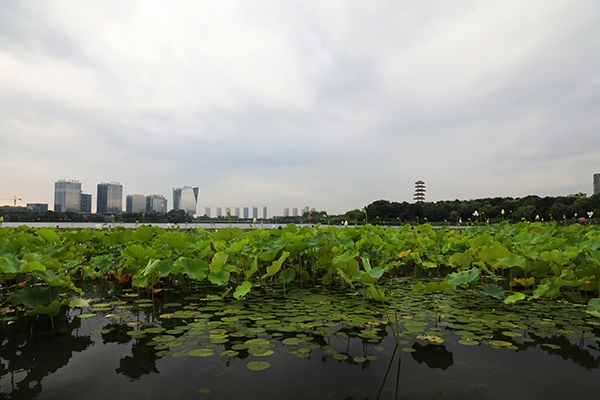 暨阳湖生态园