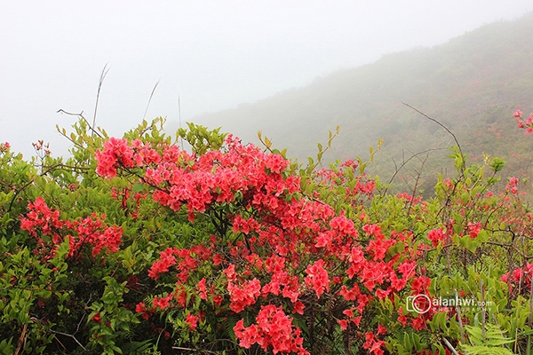 漫山开遍红杜鹃