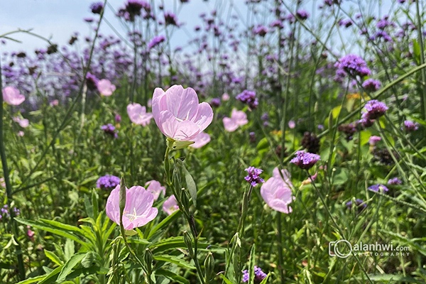 美丽月见草 / 粉花月见草