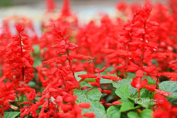 一串红 花开红艳艳