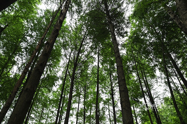 暨阳湖湿地树林