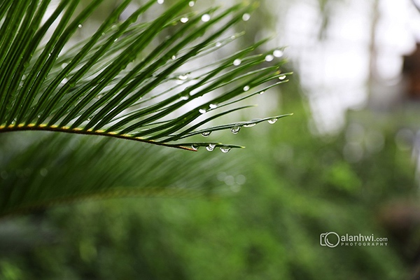 清晨雨后的苏铁/铁树