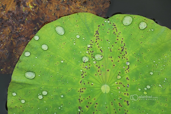 雨后荷叶上的水珠