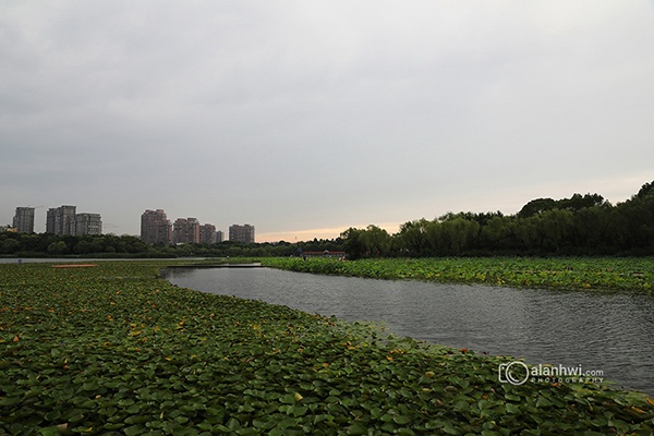 暨阳湖夏日傍晚风光